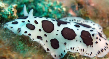 Doris dalmatien - La pierre à syca - Fréjus Plongée