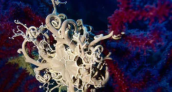 Gorgocephale - La Vitrine - Port Fréjus Plongée